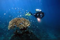 Bali Scuba Diving Holiday - Werner Lau Dive Centre.